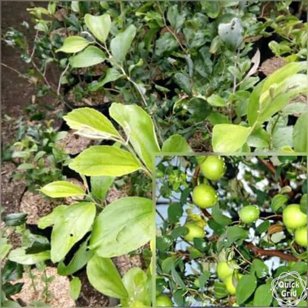 Bibit buah apel putsa