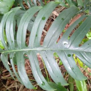 Tanaman hias philodendron monstera  Epipremnum pinatum ekor  