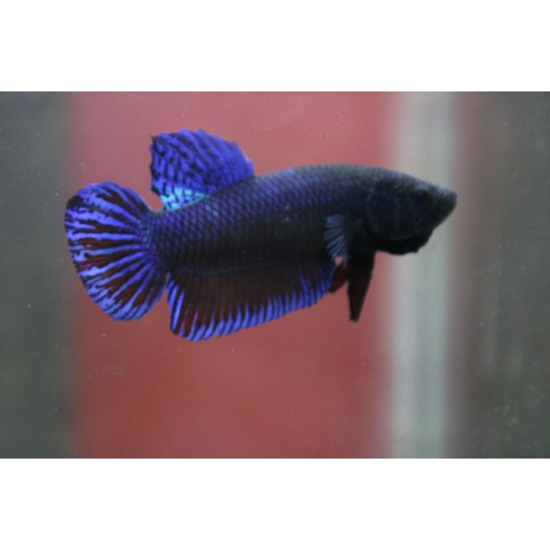 cupang aduan MDS (SUPER QUALITY)