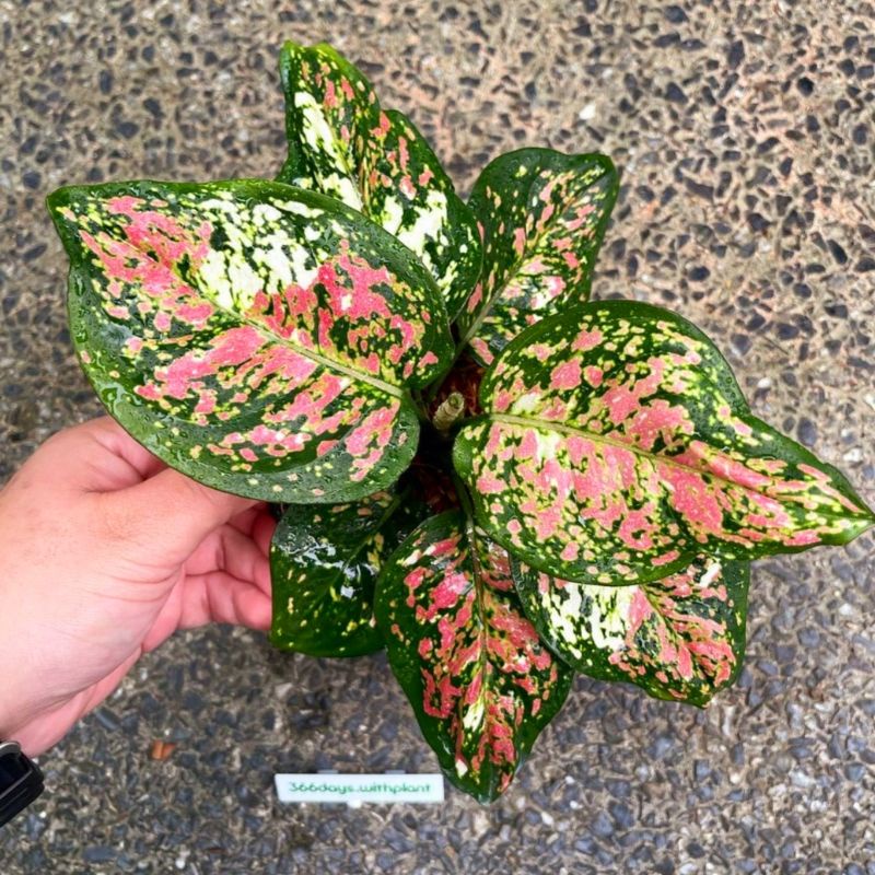 Tanaman hias aglonema tri color / aglaonema tri color / aglonema murah / aglaonema murah