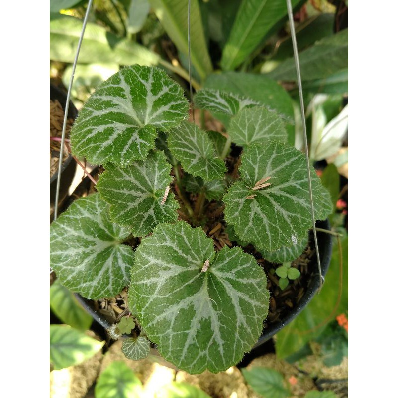 

Begonia Strawberry