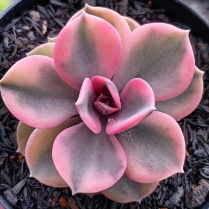 echeveria rainbow