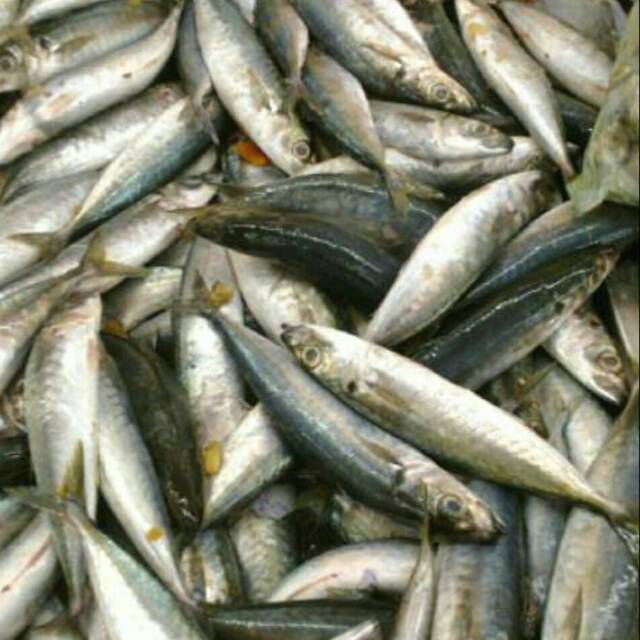 12+ Harga ikan sarden per kg information