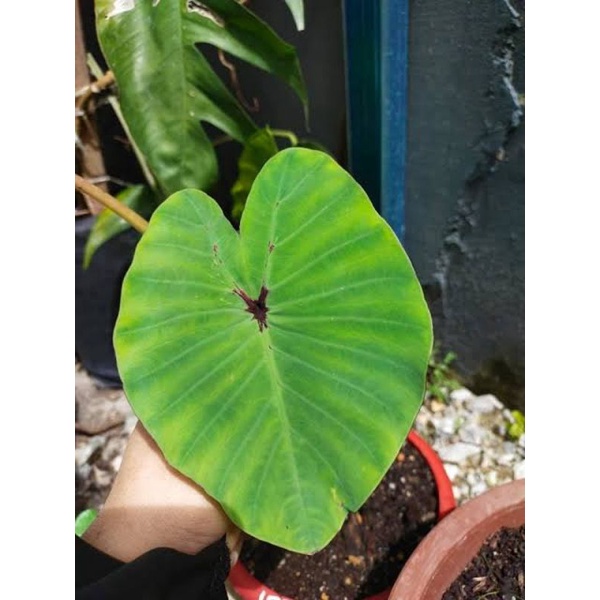 Colocasia Black Widow
