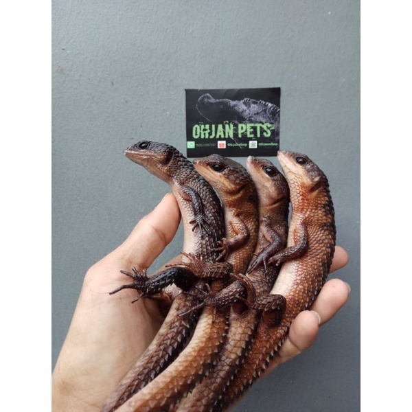 Tropidophorus / Spiny water skink / kadal air berduri / kadal salak