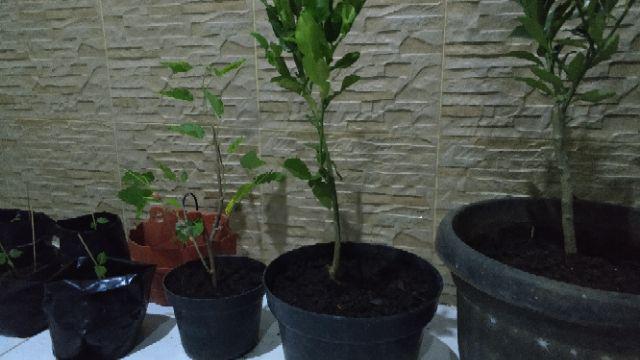 Bibit Jeruk Purut