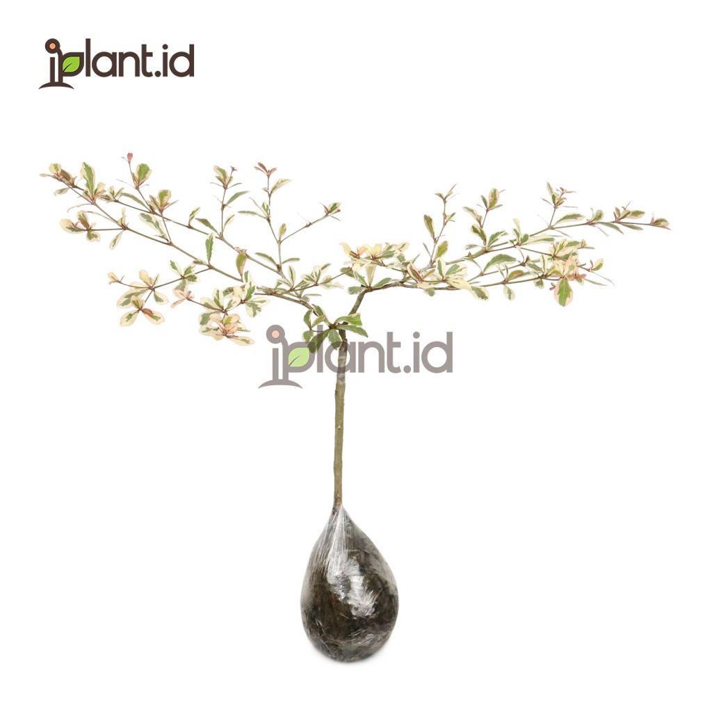 Ketapang Kencana Variegata