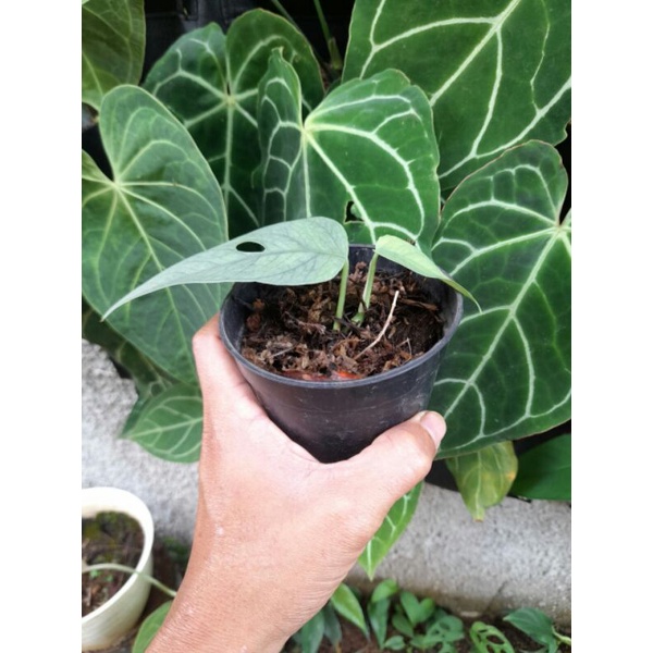 Epipremnum Cebublue F1