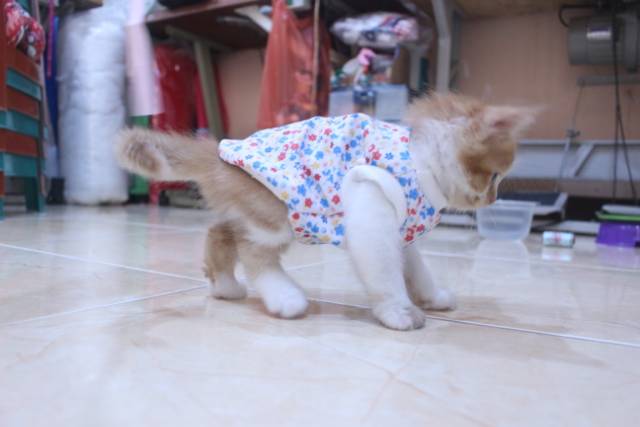 Baju simple model kaos katun lucu untuk kucing dan anjing / baju kucing murah size S-XL