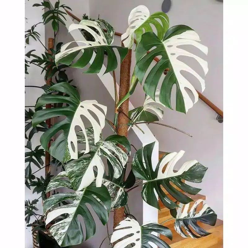 Bonggol Monstera Varigata Albo || Bonggol Monstera Berkualitas