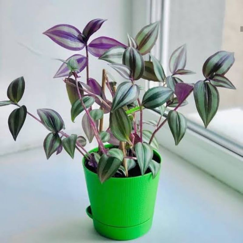 tanaman hias gantung zebrina/tanaman hias pot gantung