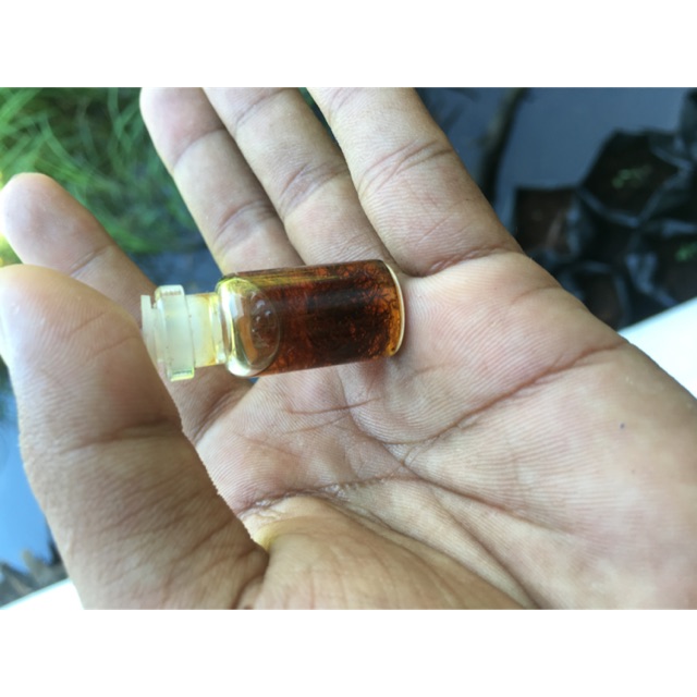 

Minyak Saluang Mudik Kalimantan