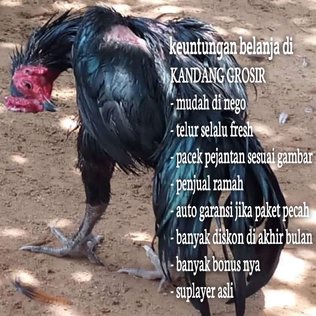 ayam bangkok mangon pama pakhoy birma klasik koytrad koyngon asli telur fertil