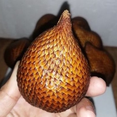 

Salak Bali Asem Manis | Salak Bali Asli 500 gram
