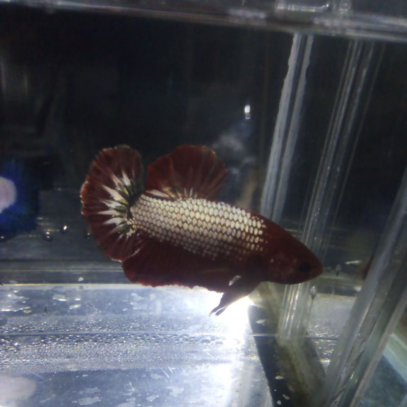 ikan cupang fccp f2 Red bias gold mle sz L