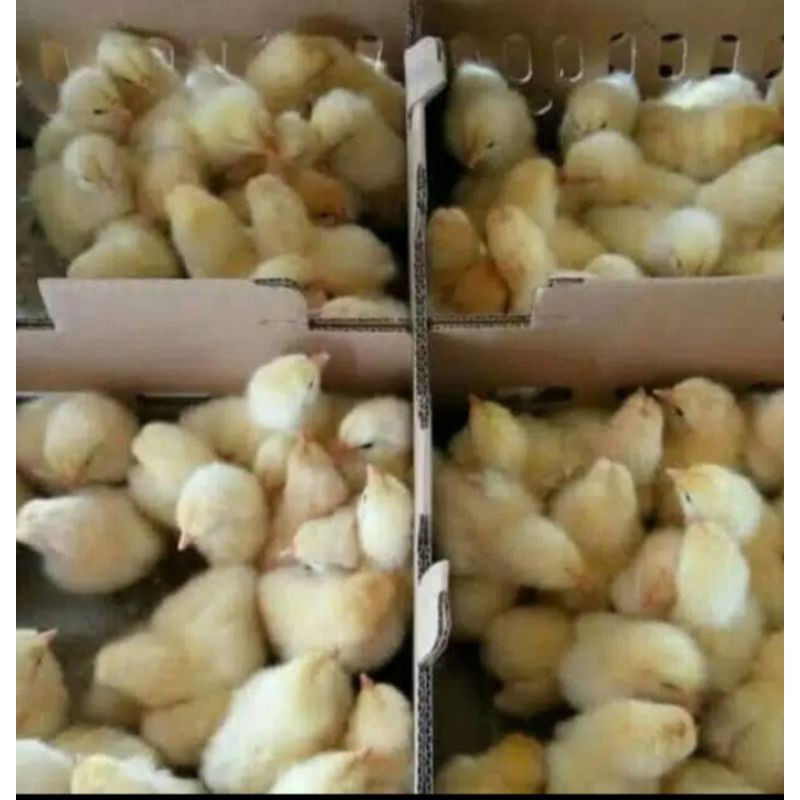 BIBIT AYAM PEJANTAN-ANAK AYAM DOC PEJANTAN-Anak ayam Pejantan