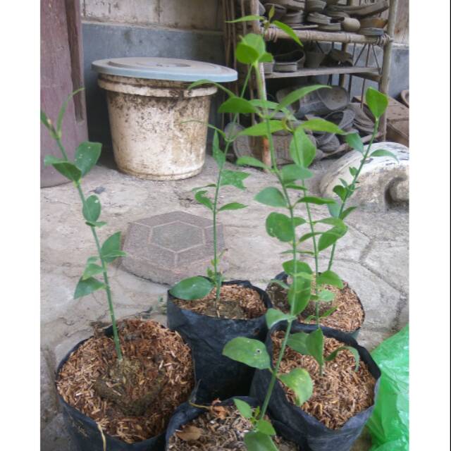 Bibit siwak sedang kayu arok