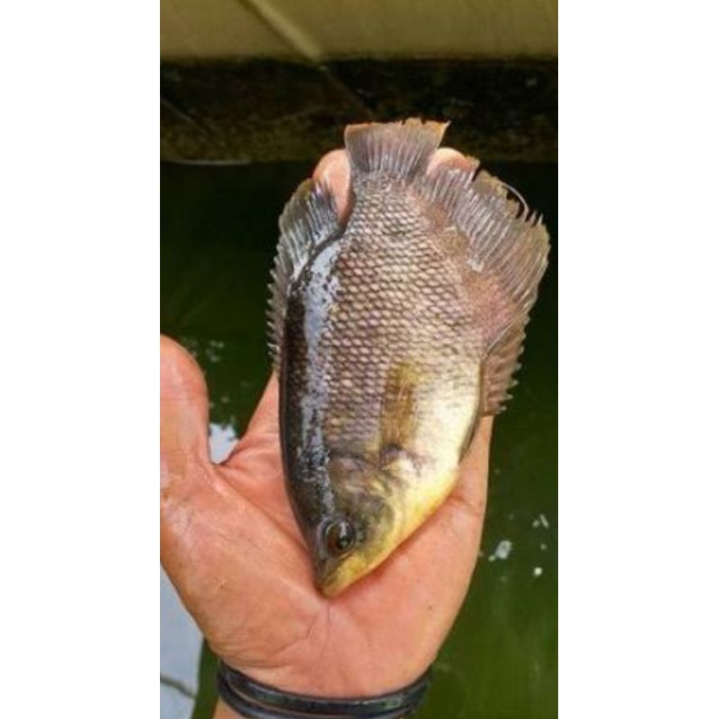 Bibit ikan gurame soang