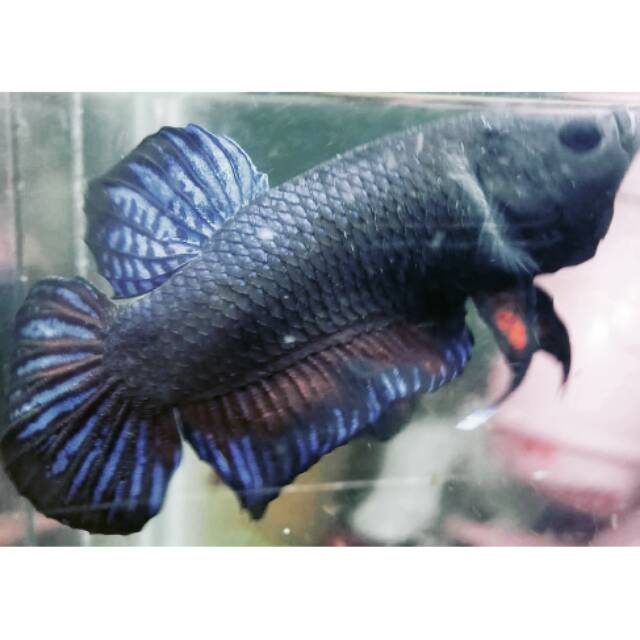 CUPANG ADUAN IMPORT THAILAND