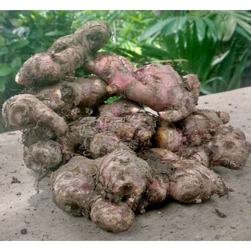 

1KG JAHE MERAH / JAHE MERAH SEGAR EMPON-EMPON REMPAH JSR