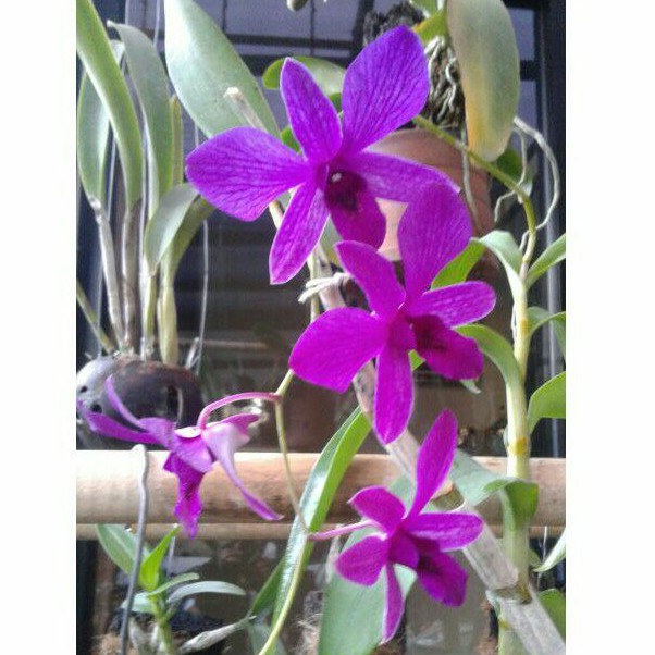 Anggrek Dendrobium Bantimurung