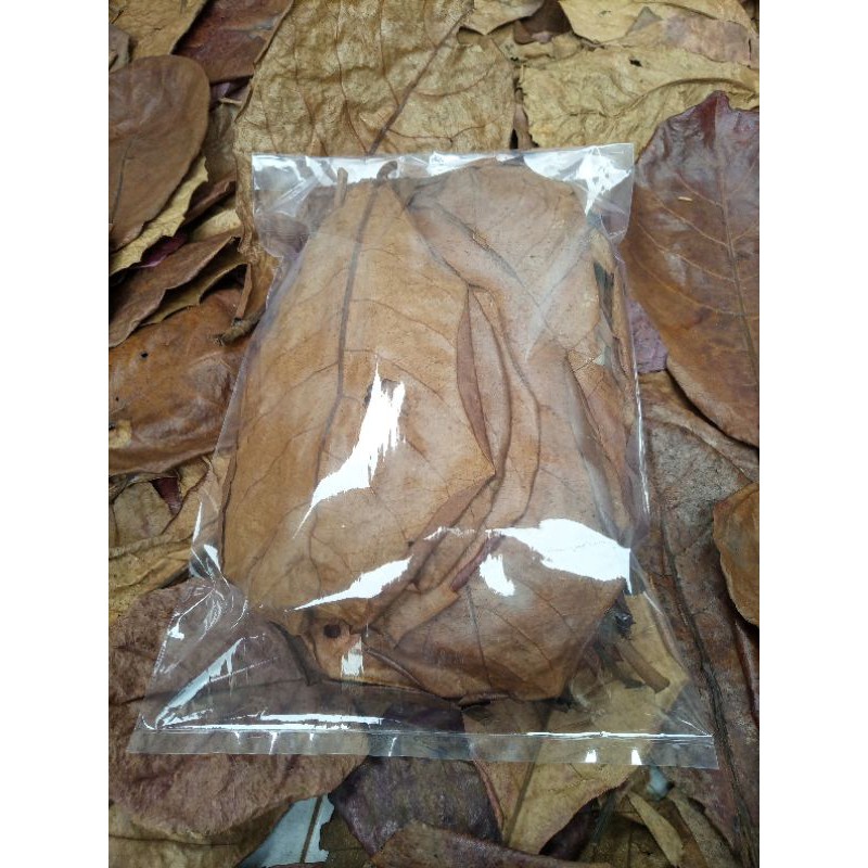 Jual Daun Ketapang Kering Paket Hemat 1 Kantong Indonesia Shopee Indonesia