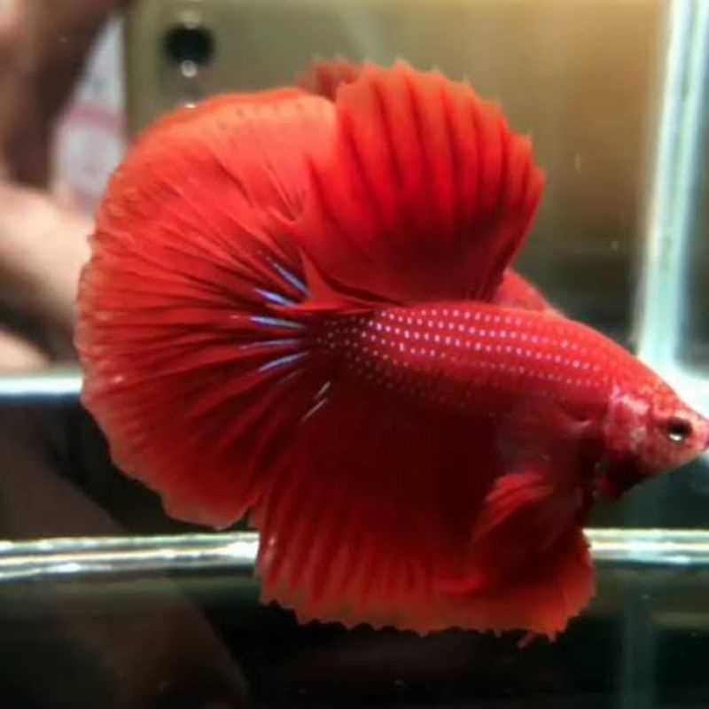 HALFMOON GIANT SUPER RED