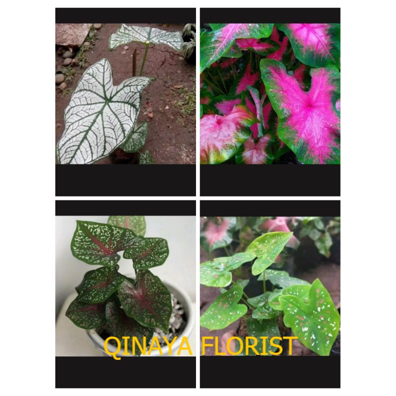 paket murah 4 jenis keladi - keladi tricolor - red star - keladi putih - keladi pink - paket murah