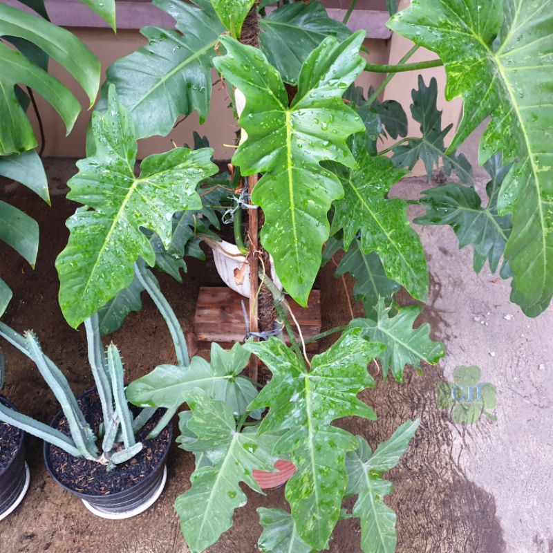 Tanaman Hias Philodendron Dragon Golden Variegata Philo Naga