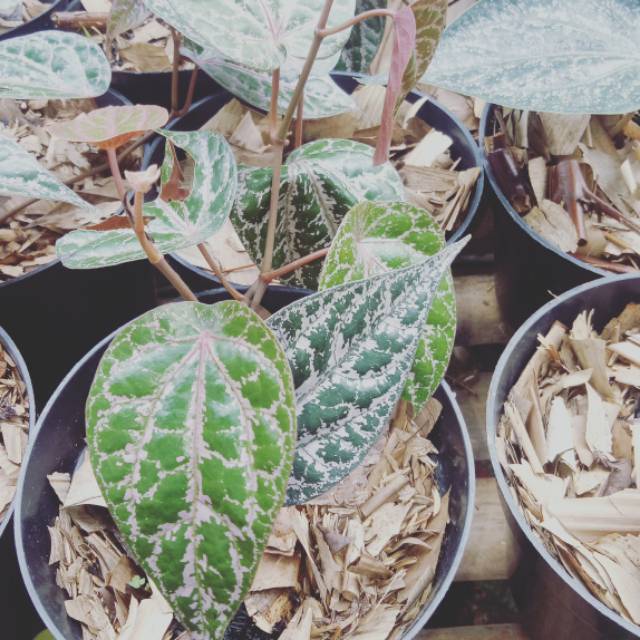 sirih merah herbal, tanaman sirih merah, pohon sirih merah