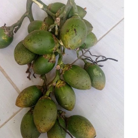 

Buah pinang muda herbal pres 500grm