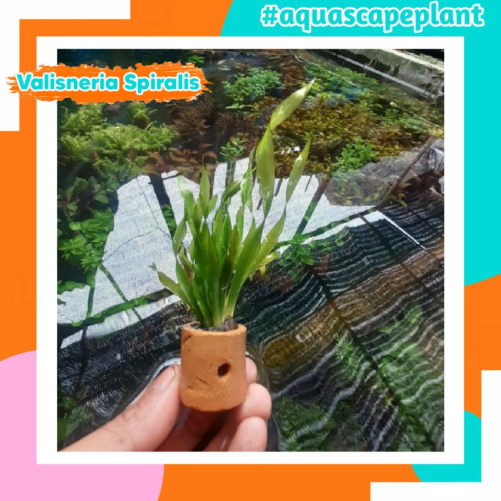 Tanaman Aquascape | Tanaman Air Aquascape | Vallisneria Spiralis torta Dengan Pot
