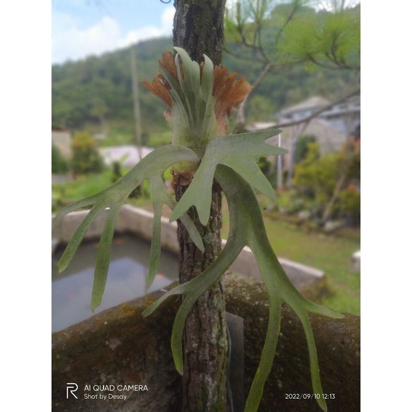 tanaman hias kadaka uncal