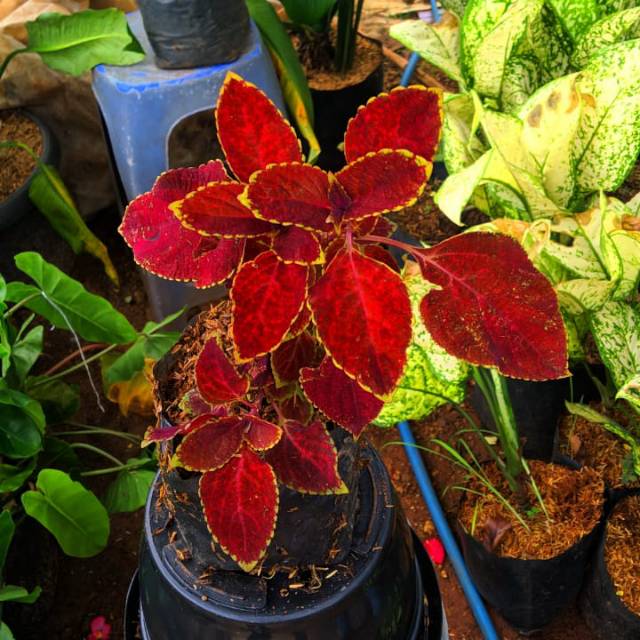 TANAMAN HIAS MIANA DAUN MERAH