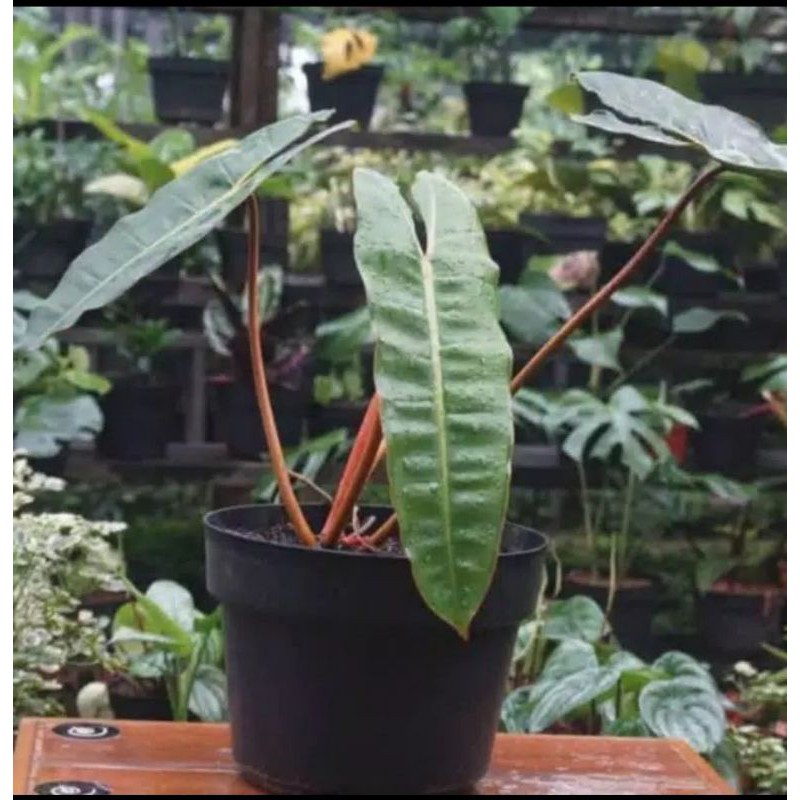 Tanaman hias philodendron kalen busi stang orange-Philo Kabel Busi