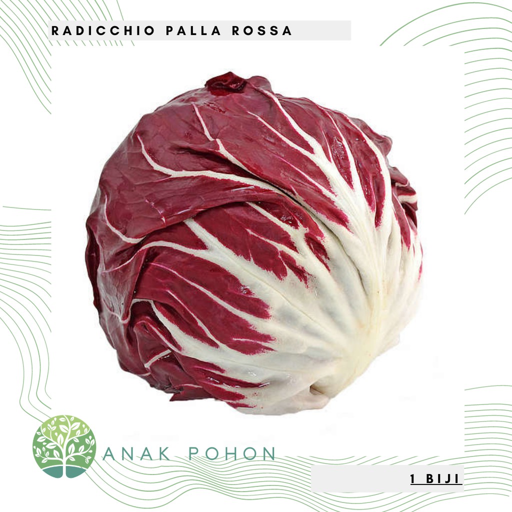 Benih Bibit Biji - Radicchio Palla Rossa (Cichorium intybus) Chicory Seeds - IMPORT