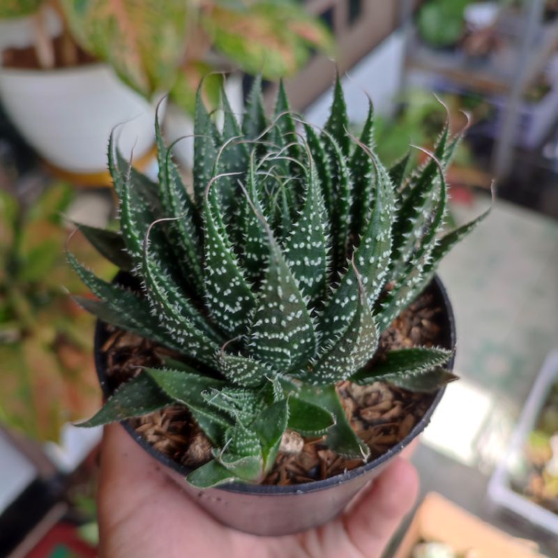 Sukulen Aloe Aristata medium big size