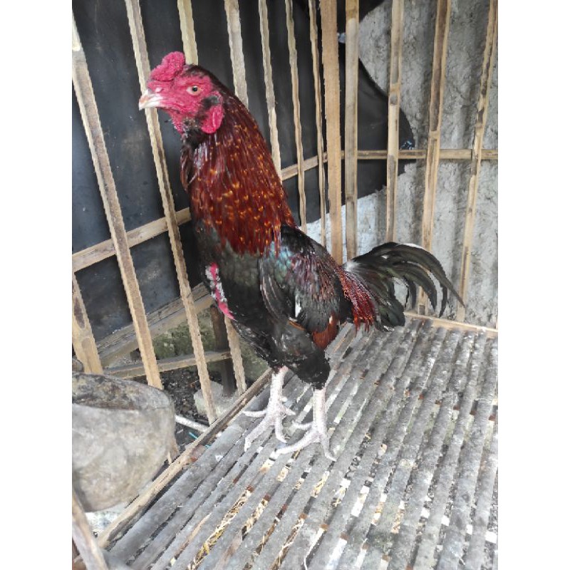 Ayam jago Birma Bangkok