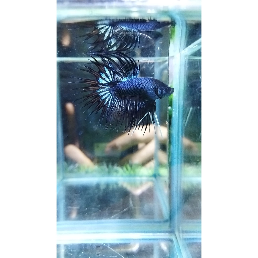 IKAN CUPANG CROWN TAIL/SERIT/CT BLACK ORCHID