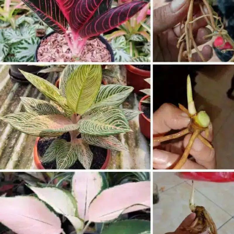 paket bonggol aglonema 3 bonggol