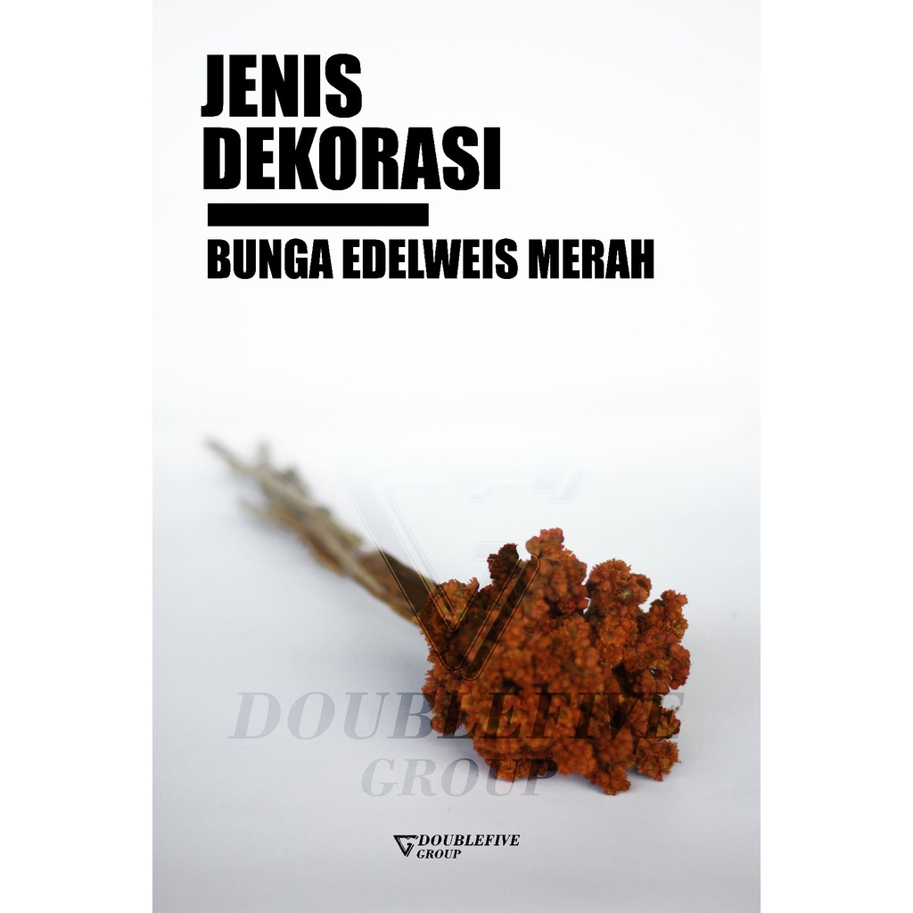 Bunga Abadi edelweiss kering bunga edelweiss asli kering satu ikat bunga edelweis rustik original