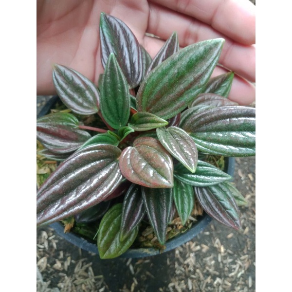 TANAMAN HIAS PEPEROMIA I PEPEROMIA ROSO