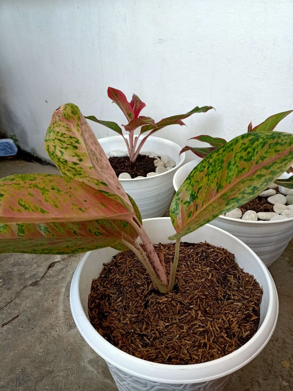 Aglonema Super Kocin Pink Import