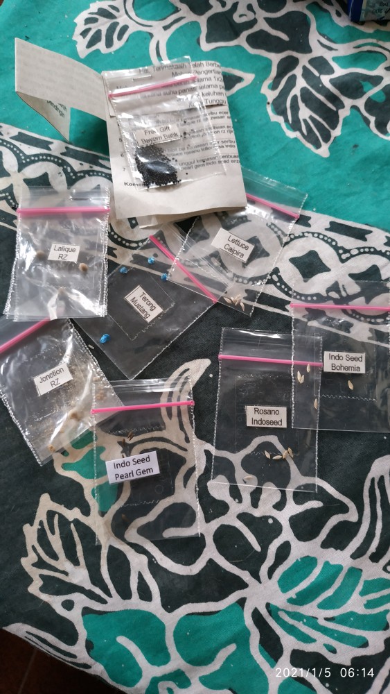 Lt7/5 - Benih Bibit Unggul Kemasan Seribuan Selada Grand Rapid Pearl Gem Indo Seed Enza Zadden