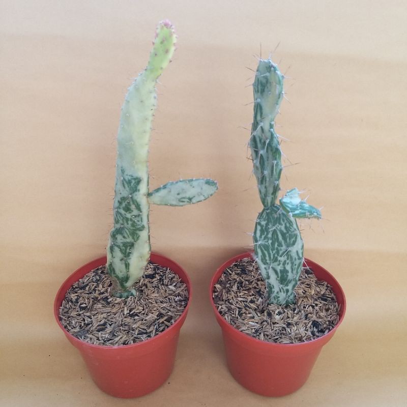 KAKTUS CENTONG VARIGATA | KAKTUS OPUNTIA VARIGATA | SUDAH TERMASUK POT