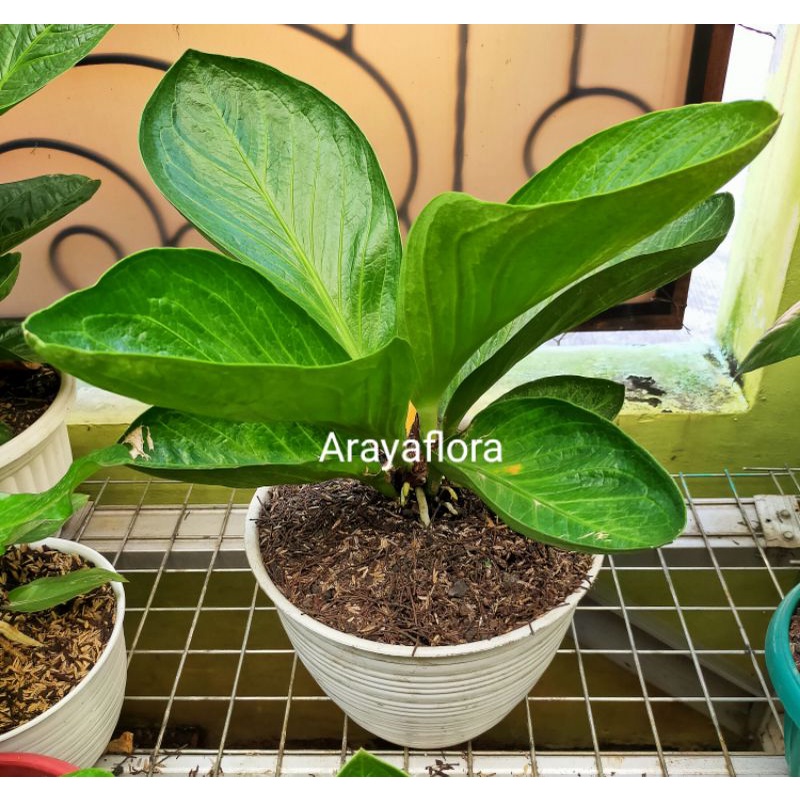 Anthurium jemani mangkok