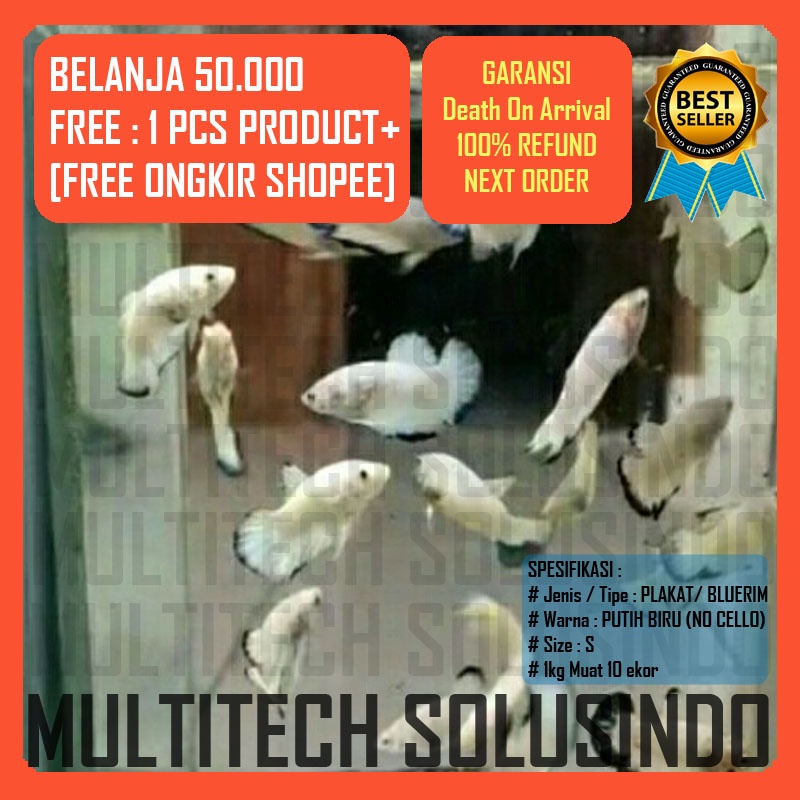 cupang bluerim blue rim anakan line thailand asli bahanan setengah jadi bukan besgelan