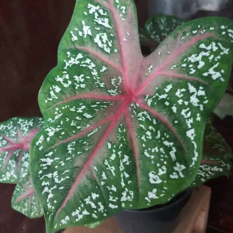 TANAMAN HIAS KELADI RED STAR | KELADI MERAH | CALADIUM