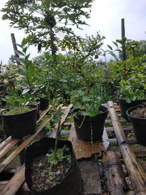 Bahan Bonsai Phusu Batu (Celtis sinensis) Impor Random