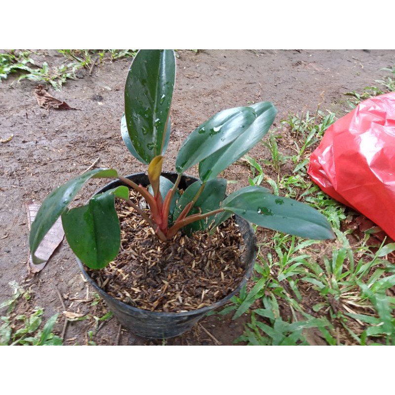 philodendrom black kardinal compakta